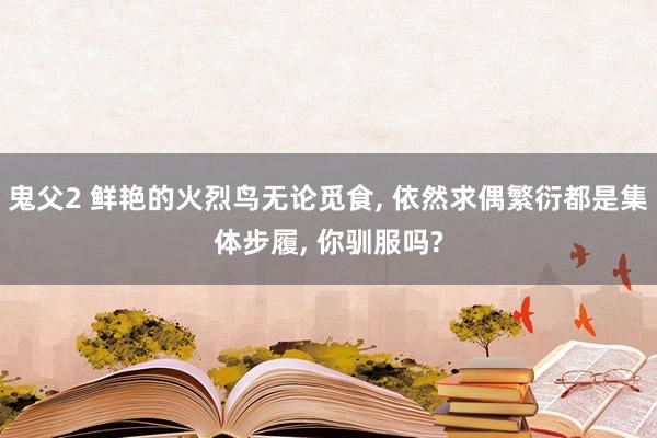 鬼父2 鲜艳的火烈鸟无论觅食， 依然求偶繁衍都是集体步履， 你驯服吗?