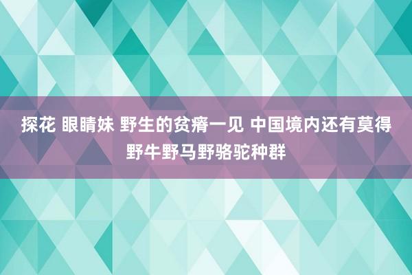 探花 眼睛妹 野生的贫瘠一见 中国境内还有莫得野牛野马野骆驼种群